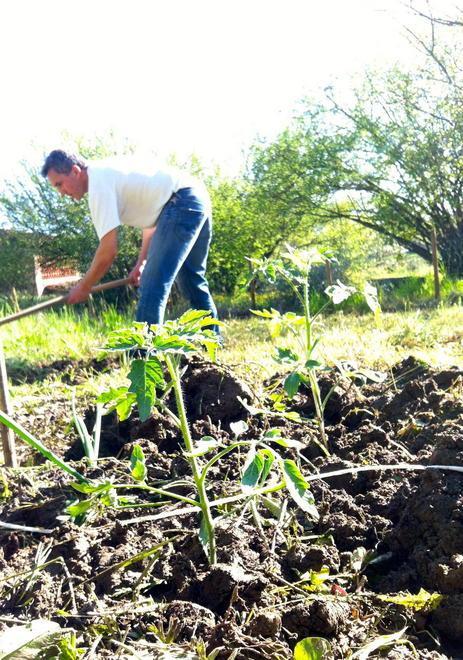 Sanatoria sugli orti Annessi agricoli con wc ed elettricità 