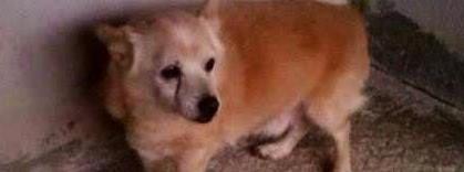 Cagnolino cerca casa e affetto