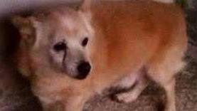 Cagnolino cerca casa e affetto