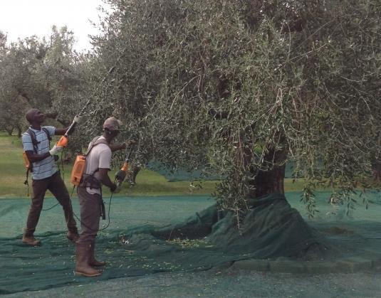 Due milioni per puntare sull’olio extravergine