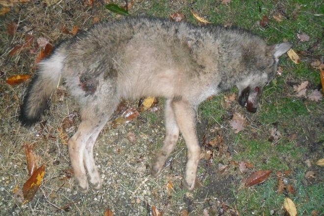 Strage di lupi, nuovo caso a Manciano 