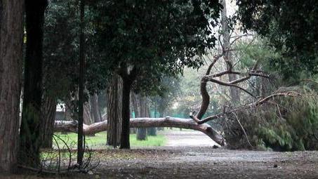Quell’albero crollato da più di un mese nella pineta di ponente
