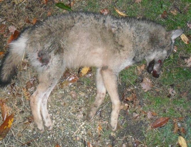 Un lupo e un ibrido uccisi in due giorni La strage continua 