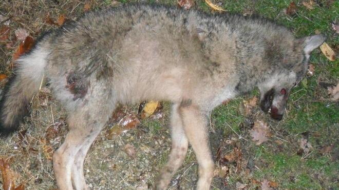 Un lupo e un ibrido uccisi in due giorni La strage continua