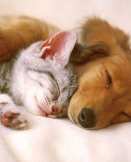 Cane e gatto posso andare d’accordo la storia di Nocciola e Margot lo dimostra