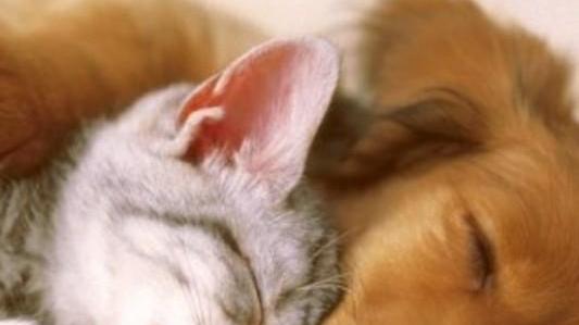 Cane e gatto posso andare d’accordo la storia di Nocciola e Margot lo dimostra