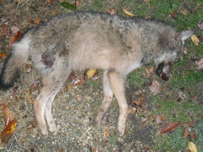 Gli animalisti protestano in piazza 