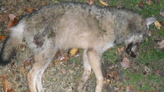 Gli animalisti protestano in piazza