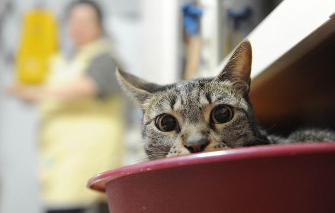 Al via il censimento dei gatti 