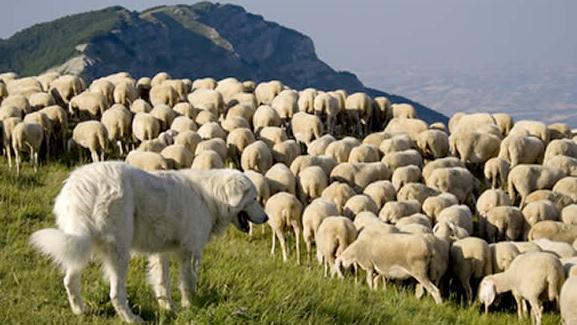 Strage di cani, 6 muoiono avvelenati 