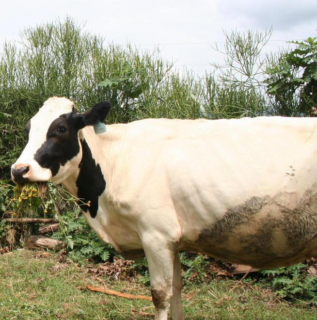 Successo per “Una mucca da Lucca”