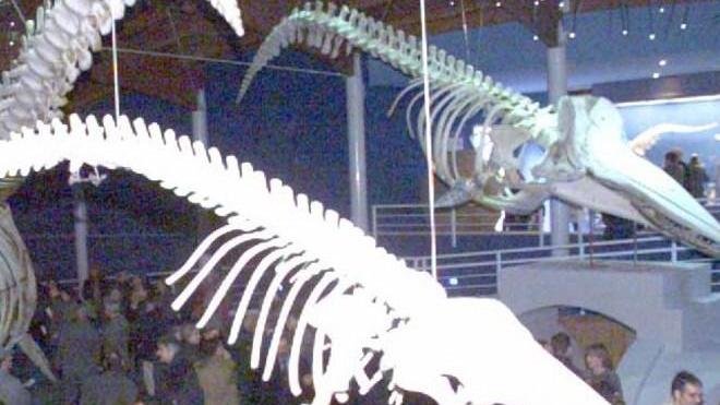 E nel pomeriggio grandi e piccini alla scoperta del tesoro nel cuore del museo