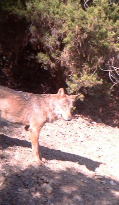 Spari contro i lupi in collina indaga la polizia provinciale 