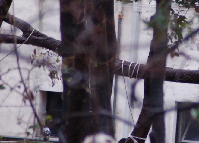 Cimitero inglese: cadono gli alberi, le antiche tombe a rischio 