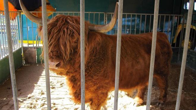 Cagliari, animalisti boicottano il circo Martin 