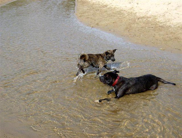 Cani liberi in spiaggia a Forte dei Marmi, multati i padroni 