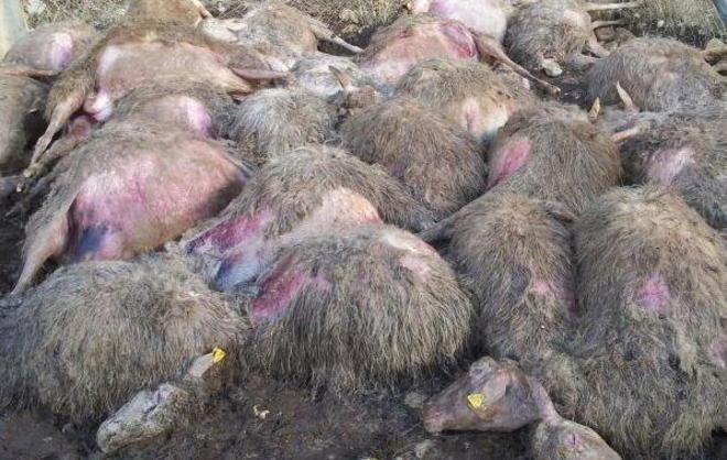 «Grazie al Tg1 adesso tutta l’Italia conosce le stragi dei predatori»