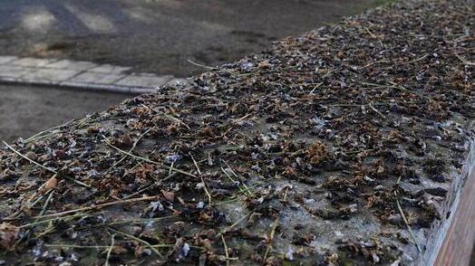 La scuola è sommersa dal guano degli storni