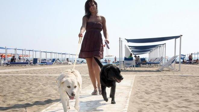 Sindaco aggredito da un cane: via alle multe