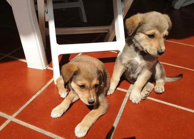 Cani uccisi e poi trascinati col fuori strada: denuncia degli ambientalisti 