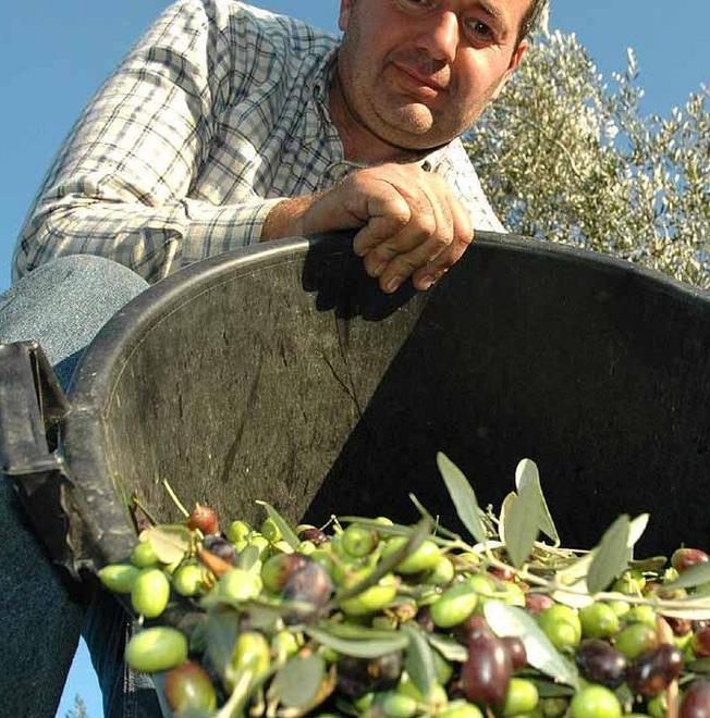 Per gli olivicoltori cambiano le regole sulla tassazione