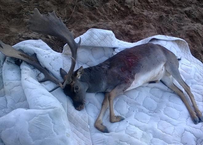 Bracconieri in azione nell’oasi protetta, abbattuto un daino ad Alghero 