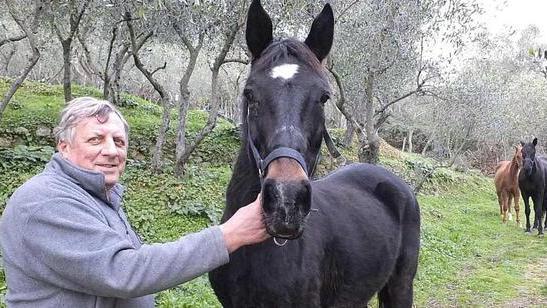 Sei cavalli in fuga seminano paura tra la popolazione