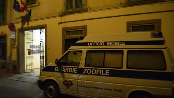 Aveva quaranta gatti in casa, interviene l’Enpa