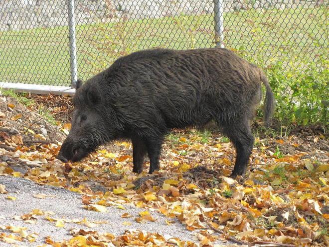 Cinghiale entra nel giardino di un’abitazione, abbattuto 