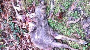 I lupi sbranano un capriolo femmina alle Cavallaie