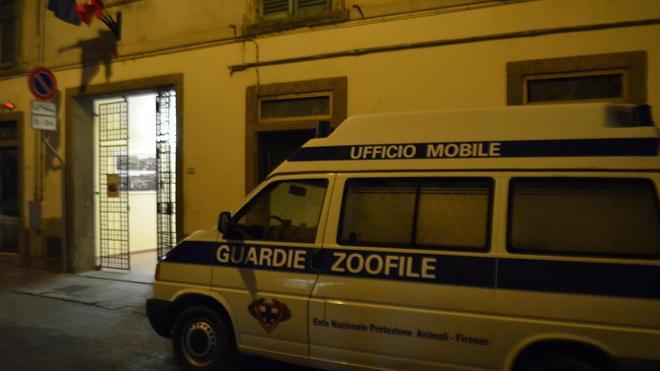 Aveva 40 gatti in casa interviene l’Enpa con tute e maschere