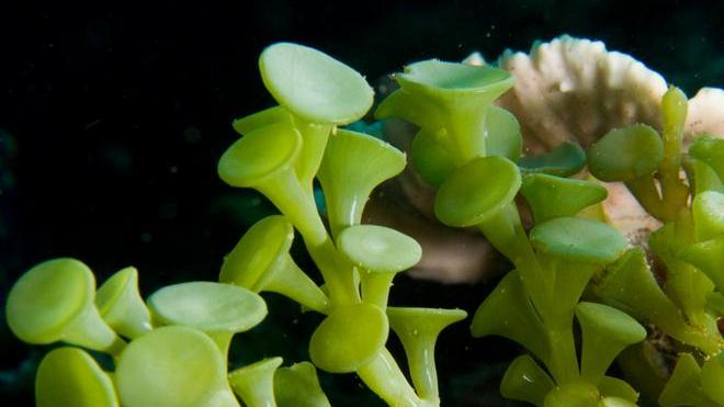 Un chemioterapico dall’alga killer, l’intuizione di due ricercatori maddalenini 