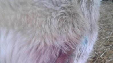 Lotta con il lupo, cagna in fin di vita