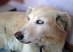 Gli amici ricordano Gennarino, il cane a cui è stata dedicata una targa 
