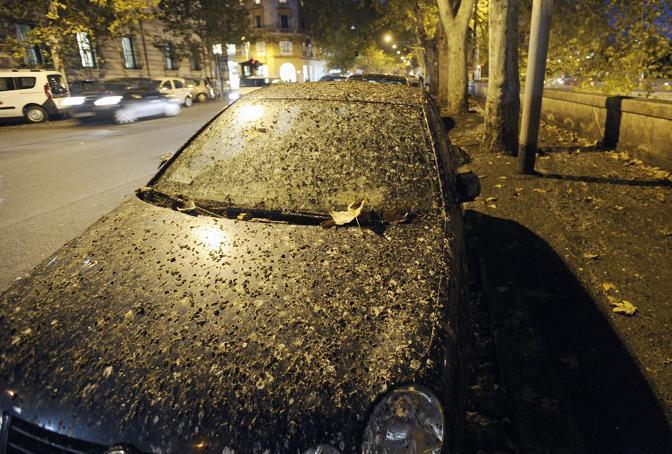 Gli storni ricoprono la scuola di guano 