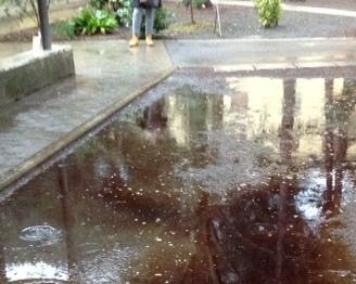 Nuova emergenza guano alle elementari, con la pioggia diventa una piscina fetida 