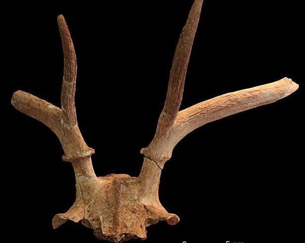 Studiati in Danimarca i resti dei cervi dell’era glaciale di Pianosa 
