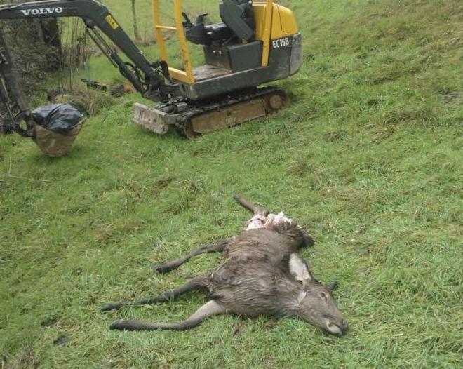 Femmina di cervo sbranata dai lupi a Campagnana (Cantagallo) 
