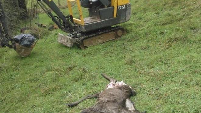 Femmina di cervo sbranata dai lupi a Campagnana (Cantagallo)