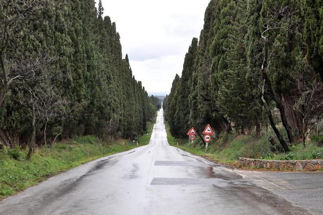 Con i cloni salvato il famoso Viale dei cipressi 