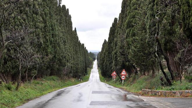 Con i cloni salvato il famoso Viale dei cipressi