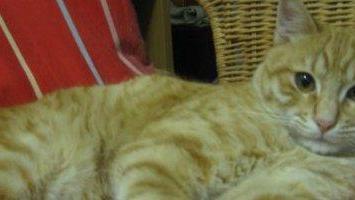 Gatto rosso in cerca di una famiglia