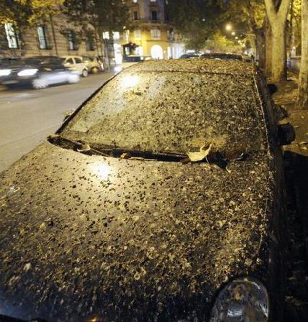 Gli storni ricoprono la scuola di guano 