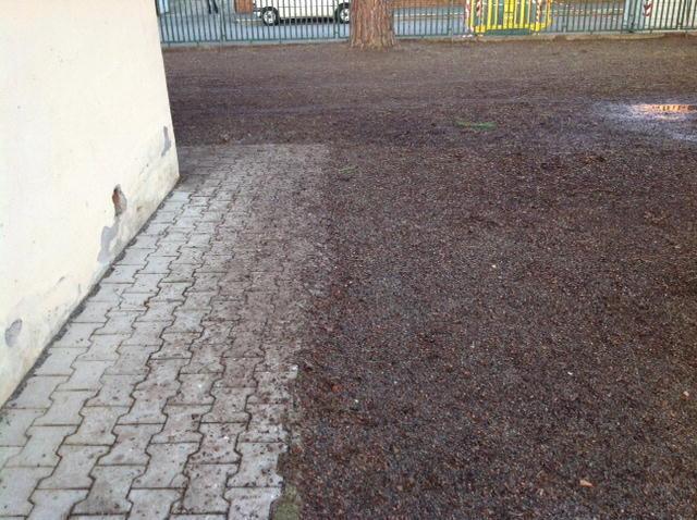 Allarme guano, il Comune libera i rapaci 