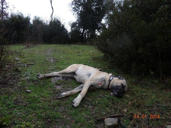 Cane ucciso a fucilate da un bracconiere 