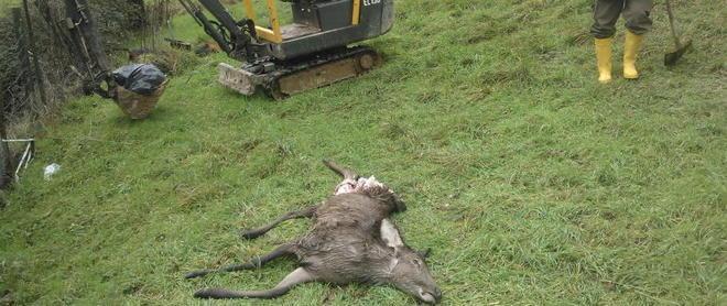 Cerva sbranata da un branco di lupi a Campagnana