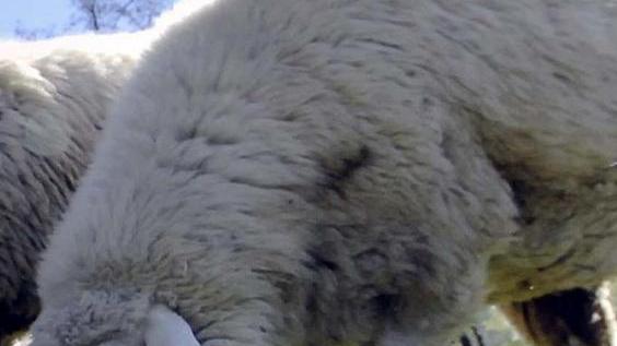 Gregge di pecore rimasto isolato, pastore disperato
