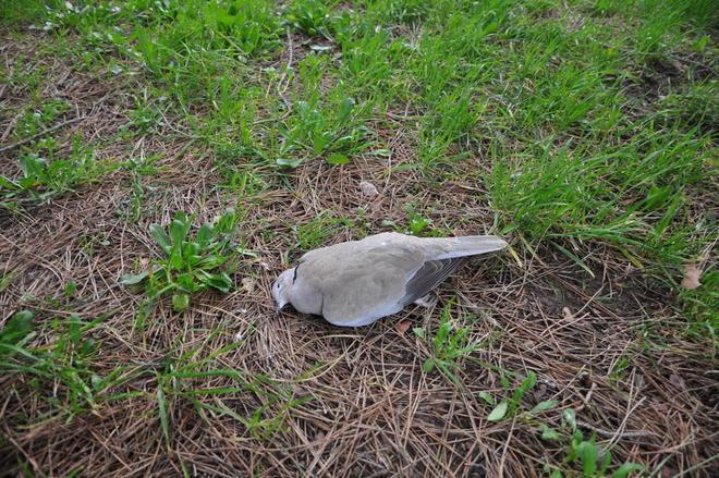 Tortore e piccioni morti, è allarme veleno 