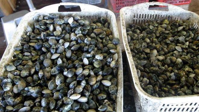 Bavette con vongole veraci e limone ecco gli ingredienti per due persone