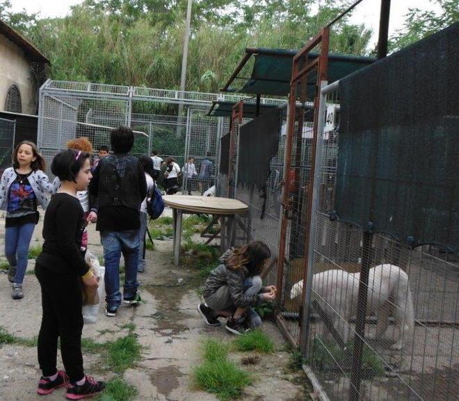 Enpa chiude l’anno con 45 cani adottati e tanta solidarietà